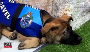 Ce chien policier est bien trop gentil pour etre un chien policier...