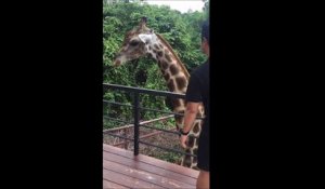 Se prendre un coup de tête de girafe ça peut faire mal