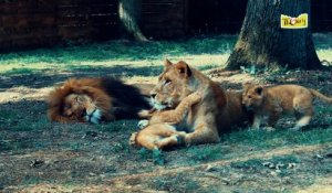 Lionceaux au Parc de Thoiry