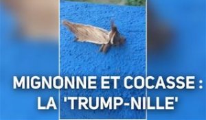 Après une mite, c'est une chenille qui est nommée Trump