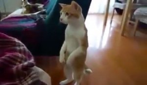 Par quoi ce chat est-il autant intrigué ?