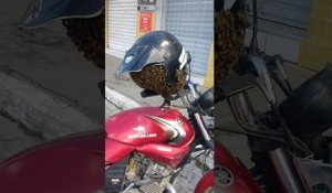 Un essaim abeilles dans un casque de moto (Brésil)