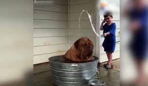 Un petit garçon adore donner le bain à un gros chien !