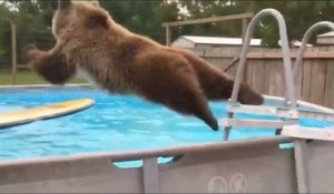 Un jeune ours adore sauter dans une piscine !