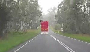 Cette vache tente de s'enfuir d'un camion qui roule... En mode cascadeur