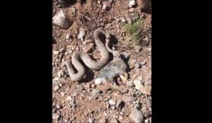 Ce serpent affamé emporte avec lui un gros lapin