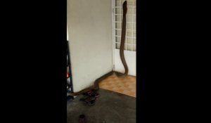 Enorme Serpent COBRA de 4m dans une maison en Malaisie !!