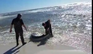 Deux hommes viennent en aide à un requin échoué !