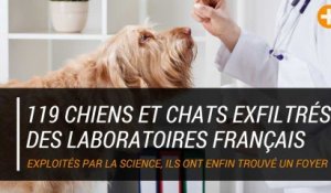 119 chiens et chats exfiltrés des laboratoires français
