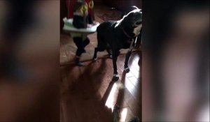 Ce chien a trouvé une belle façon de se gratter le dos grace à bébé