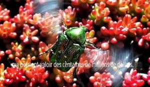 Le biomimétisme selon Idriss Aberkane #22 : de sacrés scarabées !