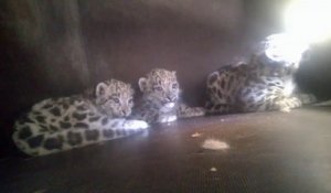 Naissance de trois bébés panthères au zoo de Mulhouse