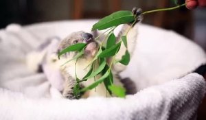 Seance Photo Pour Le Mignon Bebe Koala Sur Orange Videos