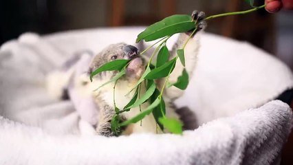 Trop Mignon Ce Bebe Koala Mange Ses Feuilles D Eucalyptus Sur Orange Videos