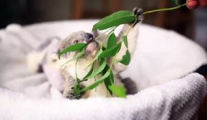 Trop mignon, ce bébé koala mange ses feuilles d'eucalyptus!