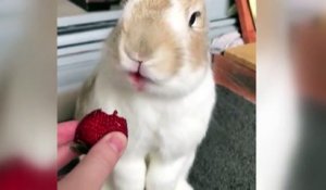 Adorable : ce lapin adore les fraises !