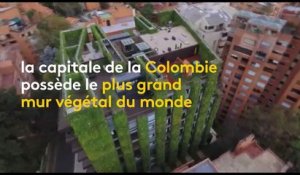 Le plus grand mur végétal au monde se trouve en Colombie