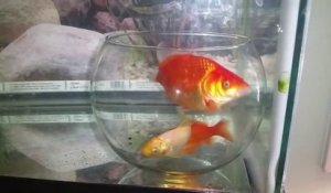 Expérience : Des poissons rouges dans un bocal dans un aquarium