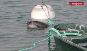 Quiberon (29). Un dauphin a été retrouvé dans le port