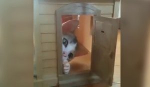 Ce chat adorable joue dans une maison de poupée