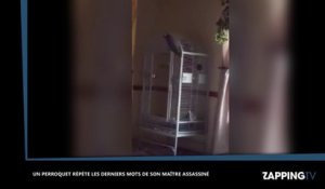 Un perroquet répète les derniers mots de son maître assassiné et condamne son assassin (vidéo)