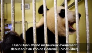 Beauval: pour la 1ère fois, une femelle panda enceinte en France