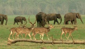 Ricky Kej - Shanti Samsara - Kudrat - Feat. Hariharan - Most Beautiful Elephant video