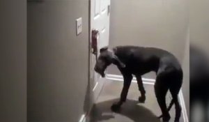 La Naissance D Un Bebe Zebre Qui Aurait Pu Mal Finir Sans L Aide Du Papa Sur Orange Videos