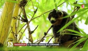 Madagascar : le royaume des lémuriens fragilisé par la déforestation