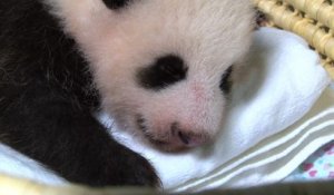 Japon: le bébé panda du zoo de Tokyo atteint 50 jours