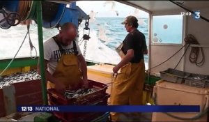Vendée : la sardine pour emblème