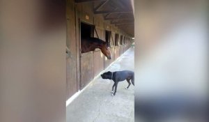 Un cheval et un chien partagent un merveilleux moment de jeu !