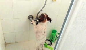 Un chien qui prend sa douche tout seul !