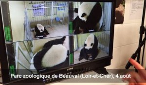 Naissance de deux bébés pandas en France, l'un d'eux est mort