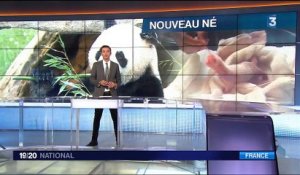 Naissance du panda au zoo de Beauval : un "événement diplomatique"