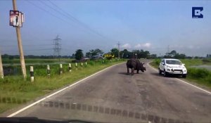 Un rhinocéros oblige des automobilistes à fair demi-tour en Inde