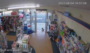 Un koala entre dans une pharmacie et se promène avec les clients