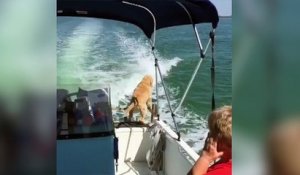 Ce chien adore voir les dauphins sauter hors de l'eau !