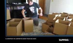Il fabrique un gigantesque labyrinthe pour ses chats ! (Vidéo)