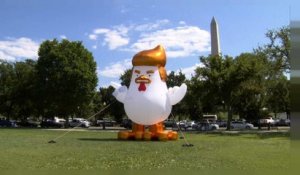 Un poulet géant à l'effigie de Donald Trump