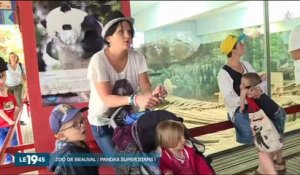 Zoo de Beauval : Des milliers de visiteurs se bousculent pour prendre des nouvelles du bébé panda - Regardez