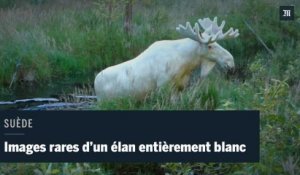 Images rares d'un élan entièrement blanc, filmé en Suède