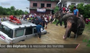 Inondations en Asie: des éléphants à la rescousse des touristes