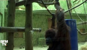 Oui, les chimpanzés savent jouer au pierre-feuille-ciseaux