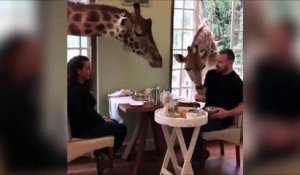 Quand des girafes s'invitent à table !