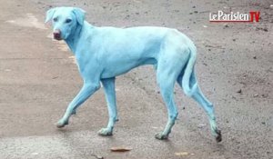 Des chiens bleus en Inde