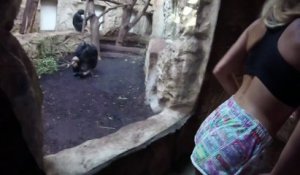 Elle fait un twerk pour attirer des chimpanzés dans un zoo ! LOL