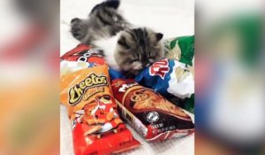 Quand ton chat ne veut pas te rendre les paquets de chips !