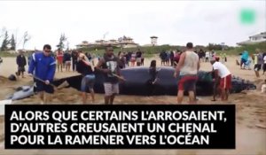 Des centaines de personnes viennent en aide à une baleine échouée !