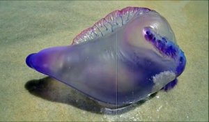 Un animal magnifique couleur arc-en-ciel : la vessie de mer